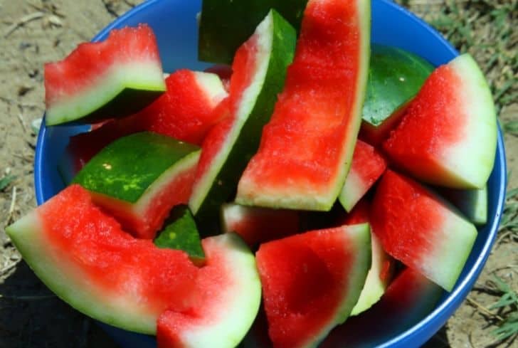 西瓜皮不僅能堆肥還能這么用！